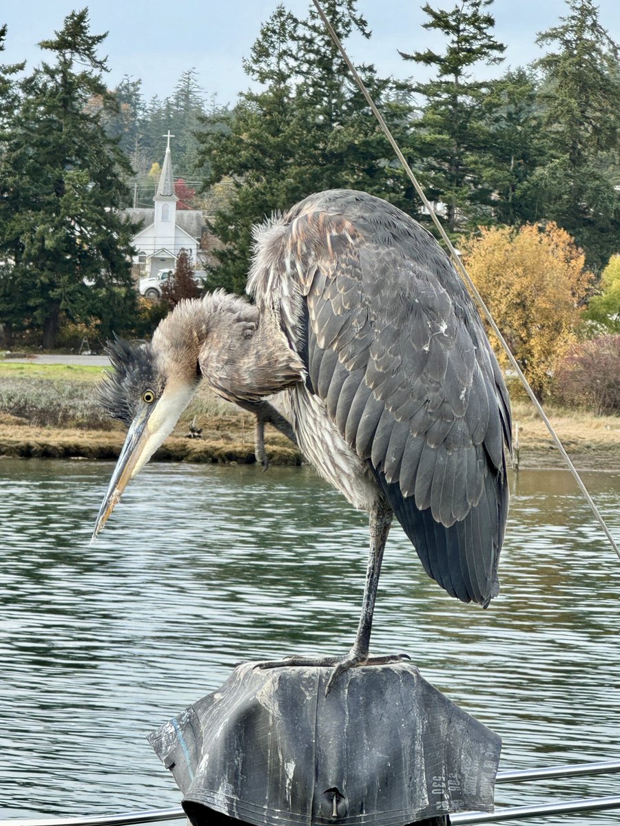 heronhelpers's tweet photo. Happy #NationalBirdDay! We love all birds - but of course, have a special place in our hearts for Great Blue Herons! Here's a heron we saw last month, hanging out at the La Conner Marina, WA. Share your favorite bird photos!
#birdwatching #greatblueheron #heron #birding https://t.co/Vxw2wKVKtk