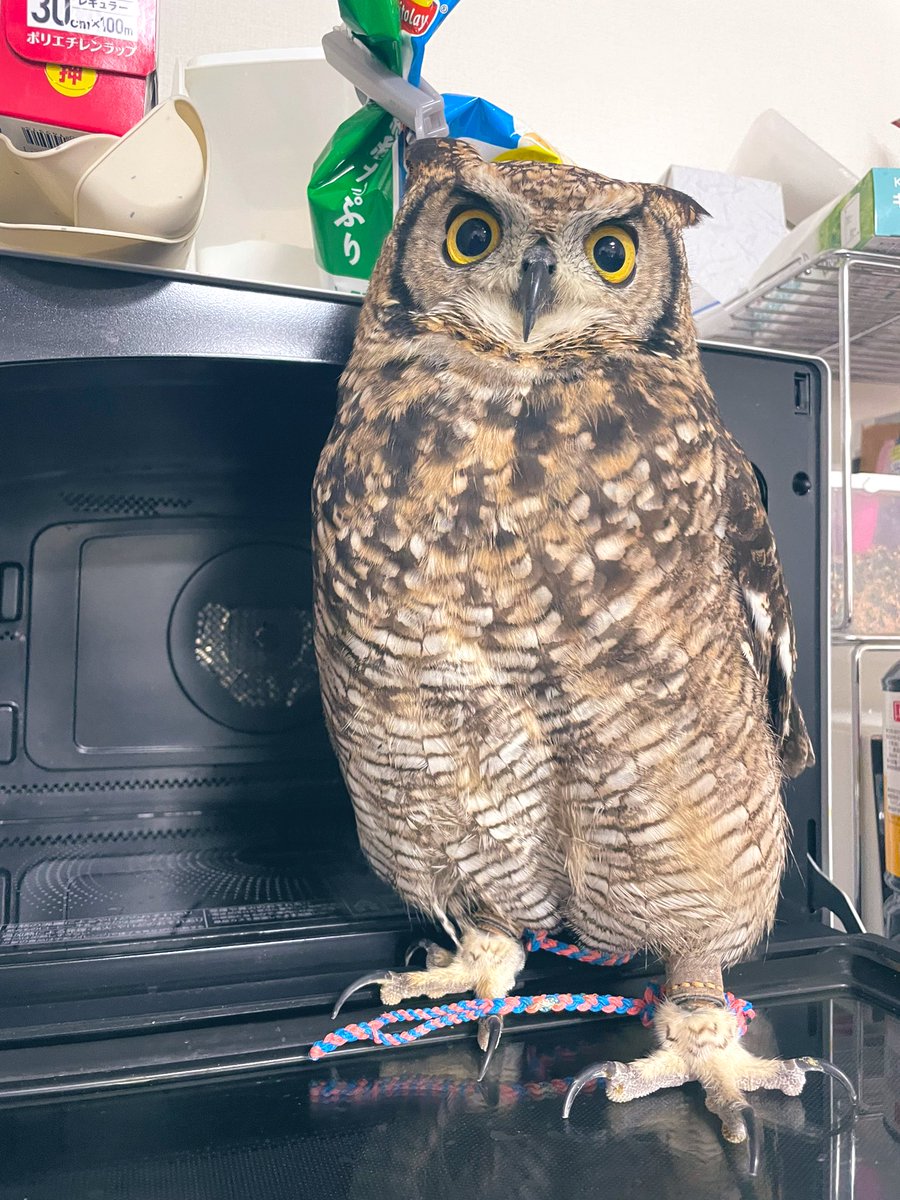 おはようほこ。
飼主は富士花鳥園リベンジに行ってくるよ