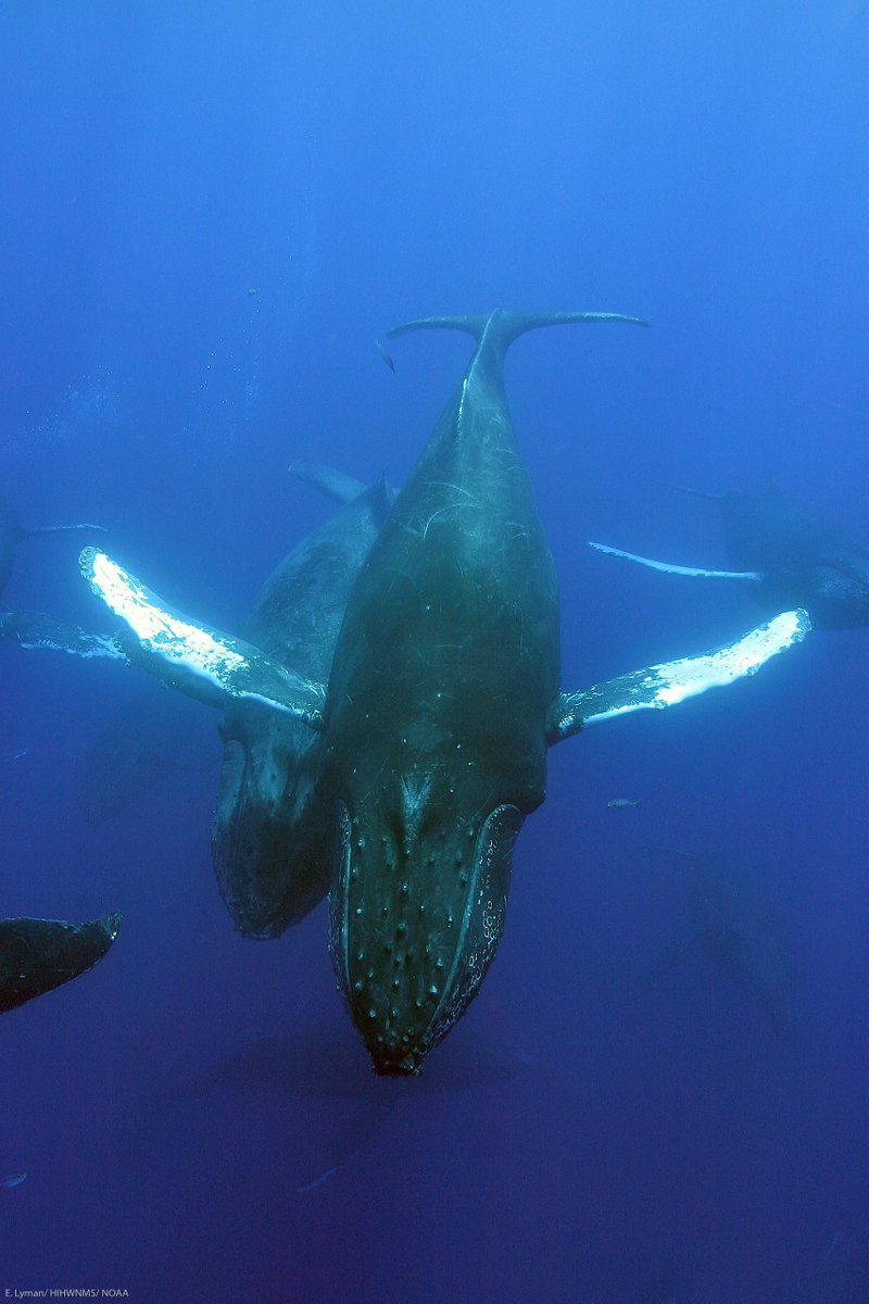 Last year, @sanctuaries celebrated their 50th anniversary, and our sanctuary celebrated its 30th. We will release our highly anticipated commemorative poster on Jan. 11 to celebrate these milestones. 🎉 📸: E. Lyman – HIHWNMS/ NOAA Permit # 774-1714