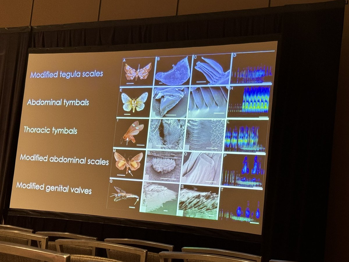 SarahMackAttack's tweet photo. Learning about bat-moth battles at #SICB2024 from @BarberLab 

Many moths talk back to bats. Some say, “I taste gross!”
Others jam the sonar of bats, like hawk moths. 

The moths hear the bats coming then start making noise.

Sound-making moths also use that sound in mating! https://t.co/UebB7T8f9C
