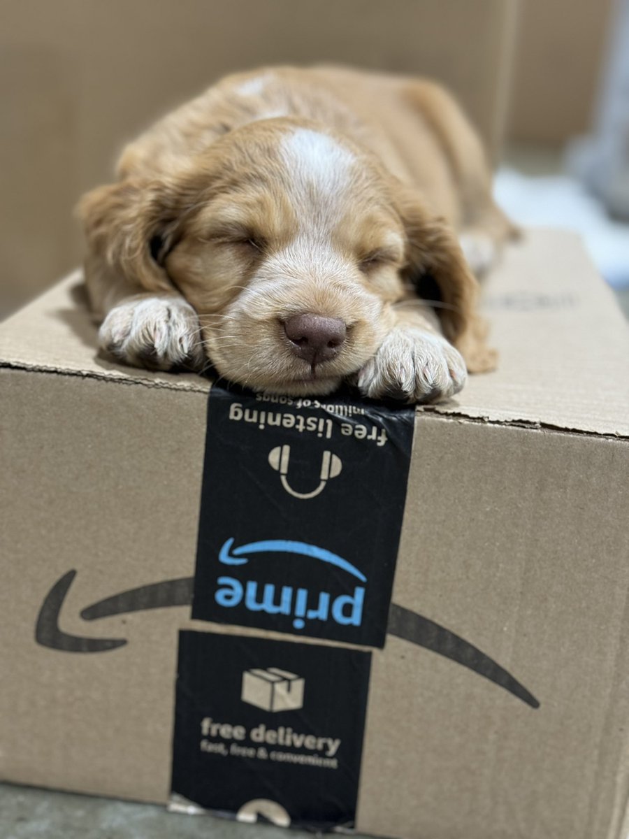 Puppies love Amazon too