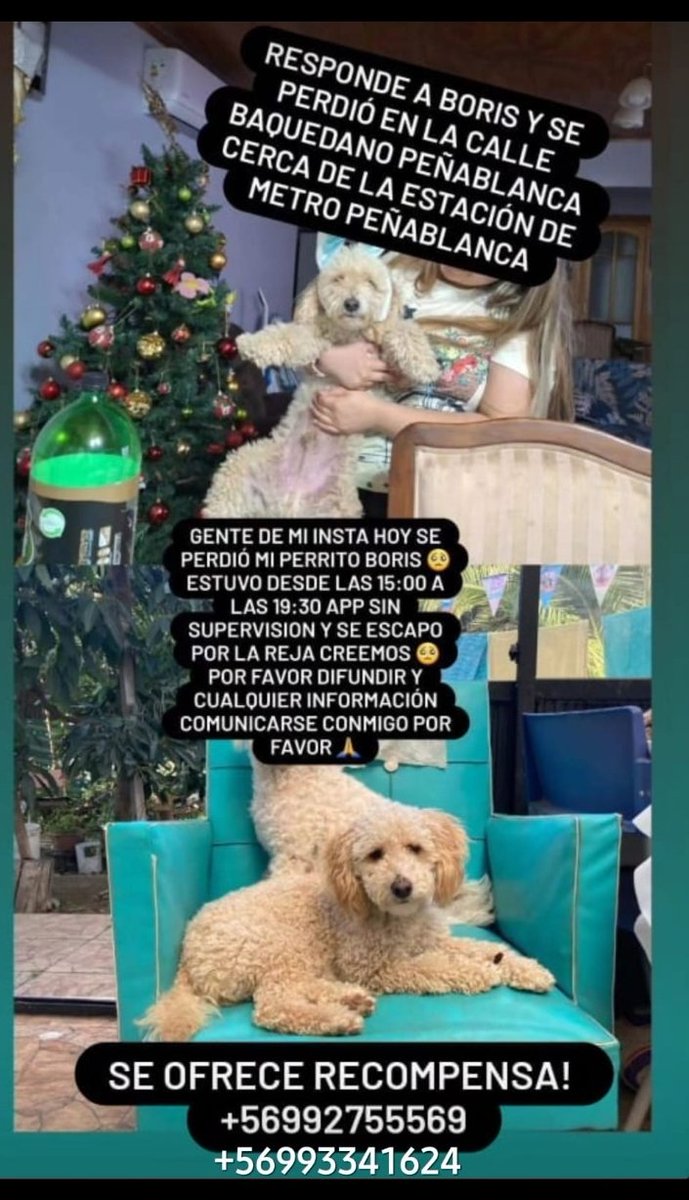 myriamminerva's tweet photo. Boris se perdió en el sector de Peñablanca, en Villa alemana. Si lo ven por favor avisar a los números que aparecen en la fotografía !!!! https://t.co/h815uXlIb2