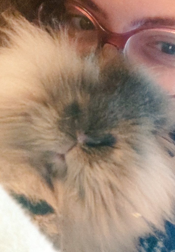 Franci🐺🇵🇸 tweet media