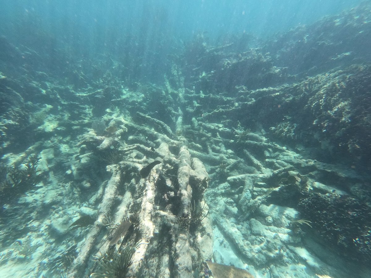 SummitVoice's tweet image. Devastating amounts of coral bleaching and death along the Mesoamerican reef this past summer ... insideclimatenews.org/news/17092021/…