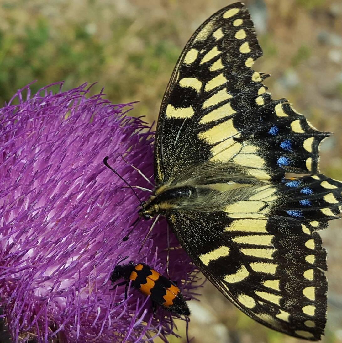 Pasquale Moneglia tweet media