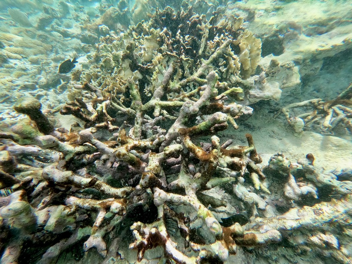 SummitVoice's tweet image. Devastating amounts of coral bleaching and death along the Mesoamerican reef this past summer ... insideclimatenews.org/news/17092021/…