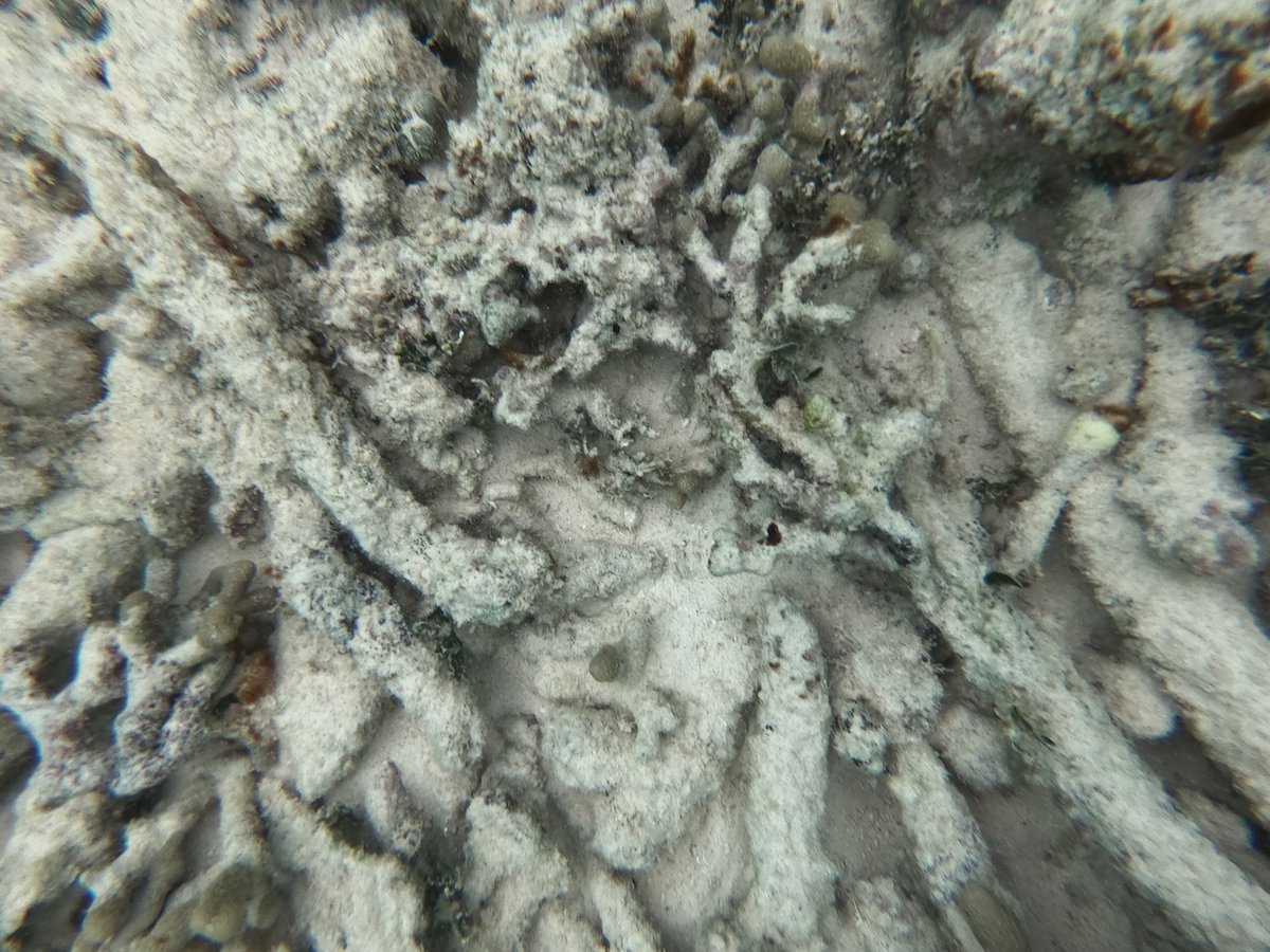 SummitVoice's tweet image. Devastating amounts of coral bleaching and death along the Mesoamerican reef this past summer ... insideclimatenews.org/news/17092021/…