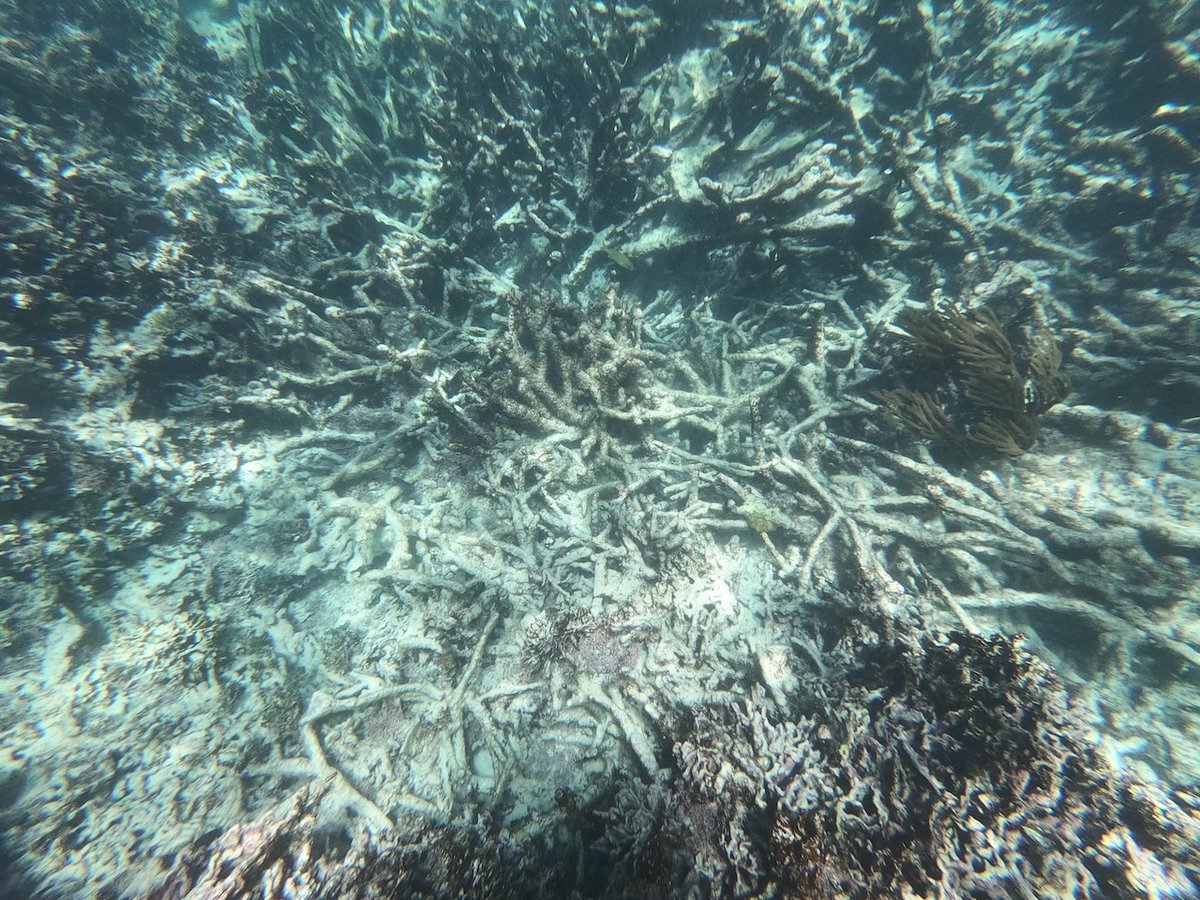 Bob Berwyn (@summitvoice) on Twitter photo Devastating amounts of coral bleaching and death along the Mesoamerican reef this past summer ... insideclimatenews.org/news/17092021/… Devastating amounts of coral bleaching and death along the Mesoamerican reef this past summer ... insideclimatenews.org/news/17092021/…