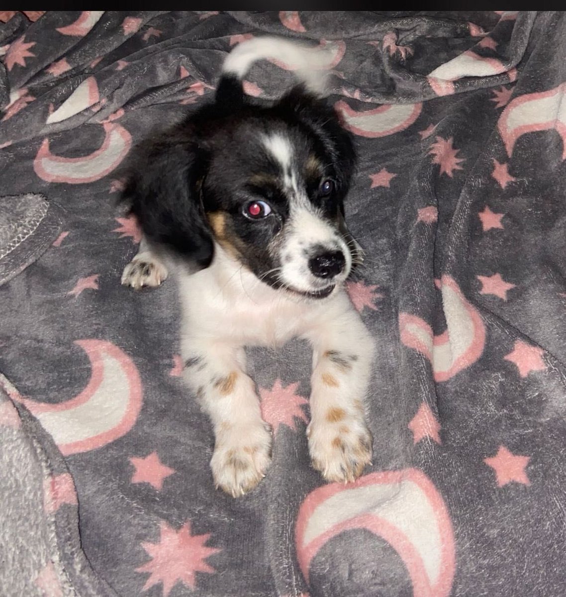 notmarie1997's tweet photo. Les presento a Tamy, tiene aproximadamente 3 meses, se la encontraron en la playa😣, es super chiquita y cariñosa, esta buscando un hogar que la adopte y le de mucho amor♥️🫶🏼. https://t.co/3w7kxV0XGV