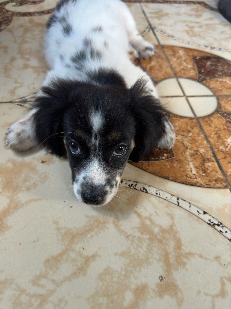 notmarie1997's tweet photo. Les presento a Tamy, tiene aproximadamente 3 meses, se la encontraron en la playa😣, es super chiquita y cariñosa, esta buscando un hogar que la adopte y le de mucho amor♥️🫶🏼. https://t.co/3w7kxV0XGV