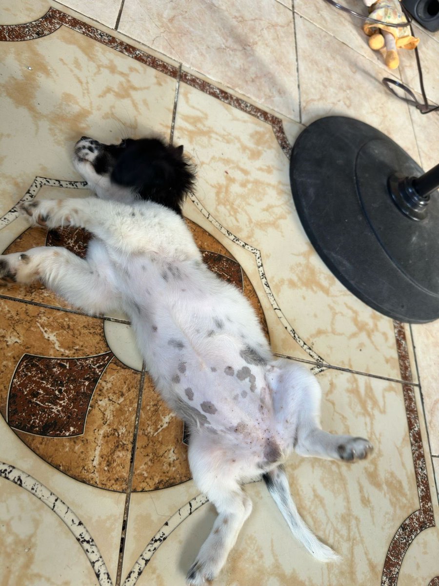 notmarie1997's tweet photo. Les presento a Tamy, tiene aproximadamente 3 meses, se la encontraron en la playa😣, es super chiquita y cariñosa, esta buscando un hogar que la adopte y le de mucho amor♥️🫶🏼. https://t.co/3w7kxV0XGV