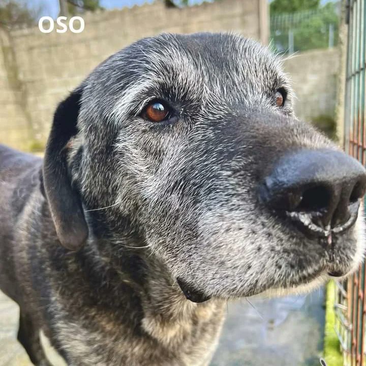SosAbuelos1's tweet photo. Oso
Este grandullón tan achuchable necesita un hogar. Encuentra paz en el amor del voluntariado. Su ausencia le genera tanta pena que se pasa el rato buscándonos a través de la verja. Probablemente no sabía que era eso de recibir achuchones hasta que llegó aquí. Y una vez los ha descubierto, se han vuelto aditivos  ¿Y qué no sana el amor? 

Necesita una familia. Sabemos que es grande, pero también tiene un corazón grande, una gran paciencia y mucho cuerpo para seguir recibiendo achuchones. 
Edad: 8 años 

Tlf: 692 87 19 84
Esta en Pontevedra .