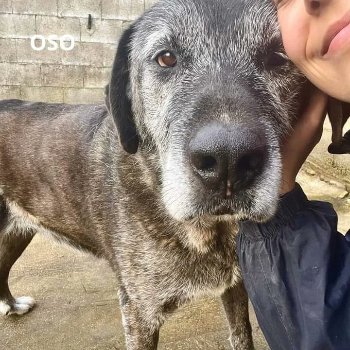 SosAbuelos1's tweet photo. Oso
Este grandullón tan achuchable necesita un hogar. Encuentra paz en el amor del voluntariado. Su ausencia le genera tanta pena que se pasa el rato buscándonos a través de la verja. Probablemente no sabía que era eso de recibir achuchones hasta que llegó aquí. Y una vez los ha descubierto, se han vuelto aditivos  ¿Y qué no sana el amor? 

Necesita una familia. Sabemos que es grande, pero también tiene un corazón grande, una gran paciencia y mucho cuerpo para seguir recibiendo achuchones. 
Edad: 8 años 

Tlf: 692 87 19 84
Esta en Pontevedra .