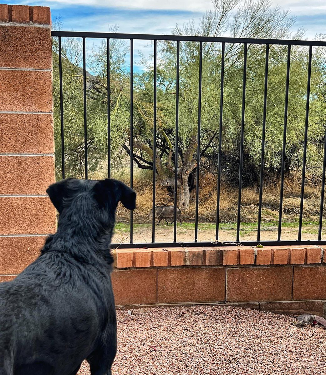 New year, same javelina crossing..⚠️🙃
••••••••
#sammiethelab #blacklab #javelina #collaredpeccary #wildlife #wildlifecrossing #backyard #nature #desertlife #tucsonthings #tucson #arizona