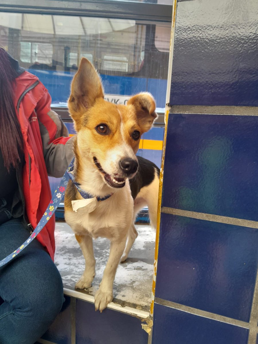 TransMilenio's tweet photo. 🐶En un alimentador proveniente de la Fiscala llegó esta amiguita. 🚍

No tiene cómo identificarla y es muy dócil, sociable y juguetona.

Agradecemos la difusión de este mensaje por si alguien la está buscando, o si puedes darle un hogar de paso. 

Se encuentra en el Portal de Usme con nuestro equipo. Esperamos que no sea un caso más de abandono. 

@AnimalesBOG
