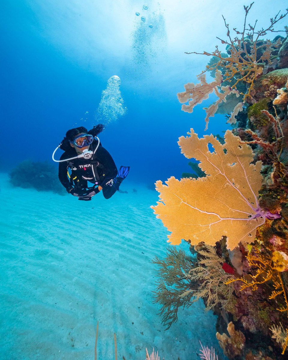 TUSADiving's tweet photo. Thinking of being here to get into weekend mode! Who's diving this weekend?

...

#TeamTUSA #FindYourOcean #ExploreMore #scubadiving #Belize #divebelize https://t.co/NyZREFwTDk