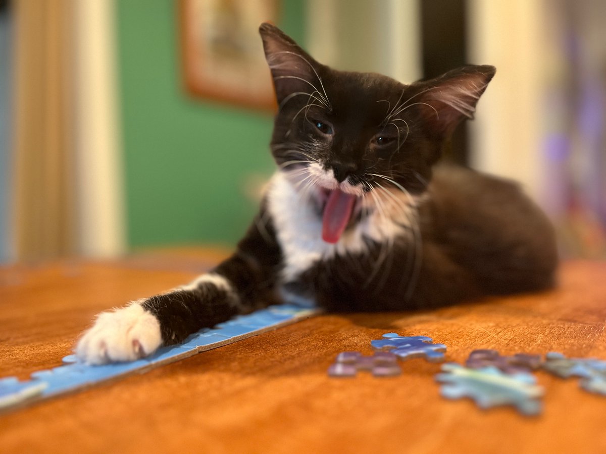 #WhatIf you adopted a kitten??? Meet Lizzie Potato & Roaring Bess — two long haired kittens available for adoption! Info & application here — rb.gy/s37bk6 @luxepaws!