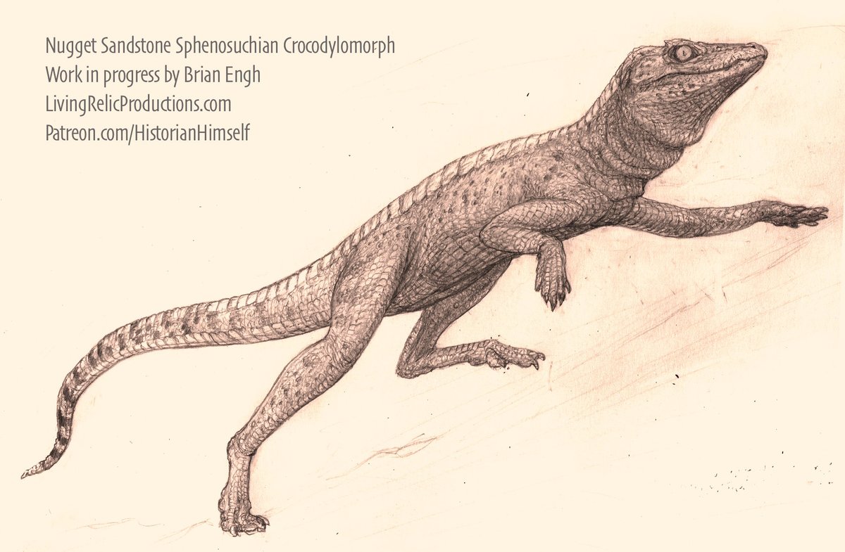 I will never get tired of the fact that there were once leggy little land-crocs scampering across the sand dunes & floodplains of the late #Triassic & Early #Jurassic. #Graphitedrawing #NuggetSandstone #WorkInProgress #FossilFriday #Sphenosuchian #crocodile #crocodylomorph