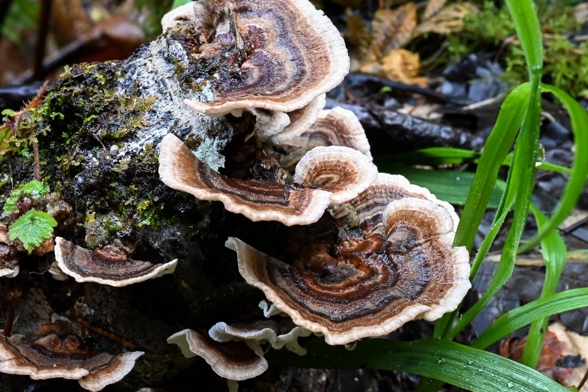 Such beautiful colors and patterns 
#oregonlife #oregoncoast #natuerlover #pnwlife #pnw #nikonphotography #nikonz6 #naturephotography #OptOutside #photographylovers #traveloregon #beautyofnature #anxietyrelief #myhappyplace #mushroomphotos #mushroomlove #mushroomphotography