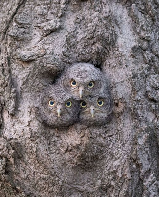 Claudia_Zahn's tweet image. #BeTheTree 
Raising owlets is as easy as one, two, three.
Photo: @sullography
By #NatureAndAnimals
#NaturePhotography #Plant #Plants #Flower #Flowers #Animal #Animals #Wildlife #WildlifePhotography #Photographer