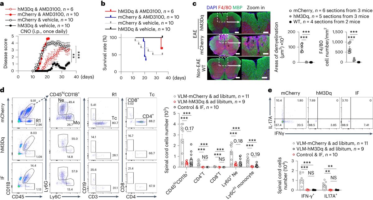 DREADDs cure neuroinflammation via activating T cells!
nature.com/articles/s4159…