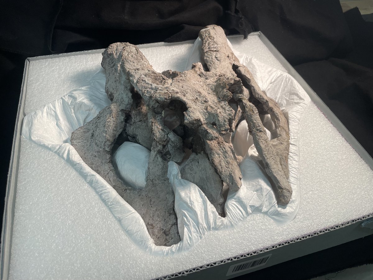 Happy New Year and #FossilFriday! Today we feature a partial phytosaur skull rehoused by our intern Ian. This specimen was found in the Late Triassic Santa Rosa Formation in Santa Fe County. Only the back part of the skull is preserved, it is missing it's long snout. @US_IMLS