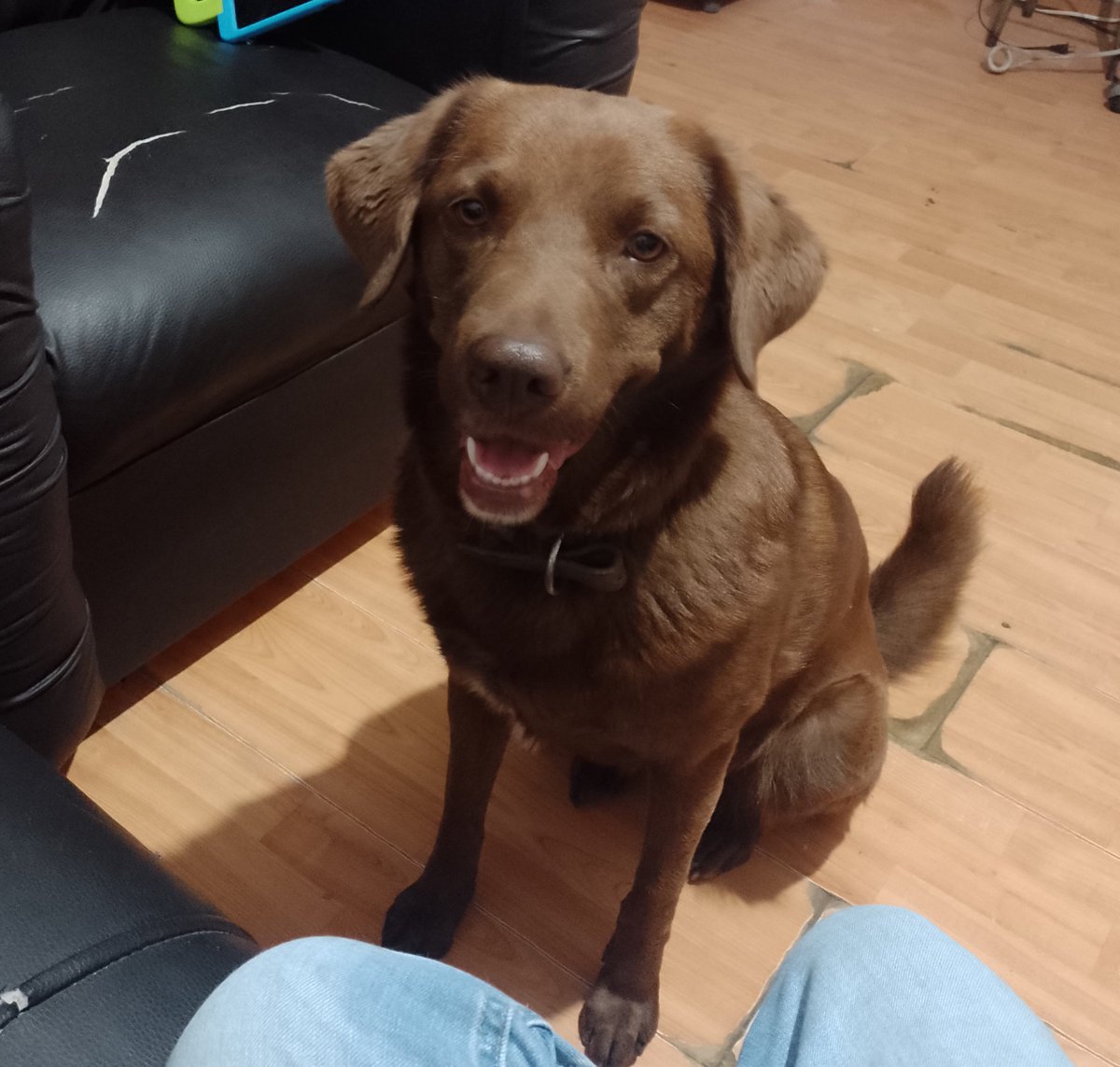 bwogsocute's tweet photo. #QuienFue
mi perrita hermosa, brownie https://t.co/cRt018ONSj