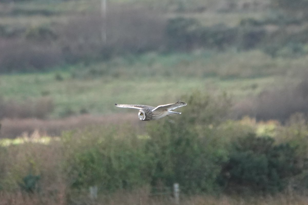 mcdaidpatrick01's tweet photo. Lá iontach eile leis na ulchabháin i gCiarraí Theas.
Cúpla Ulchabhán Reisc arís i mBaile an Sceilg.
Scréachóg Reilige (Tyto Alba/Barn Owl) sa Rinn Ard ( Reenard Road ) anocht. https://t.co/n6pMnBbvbc
