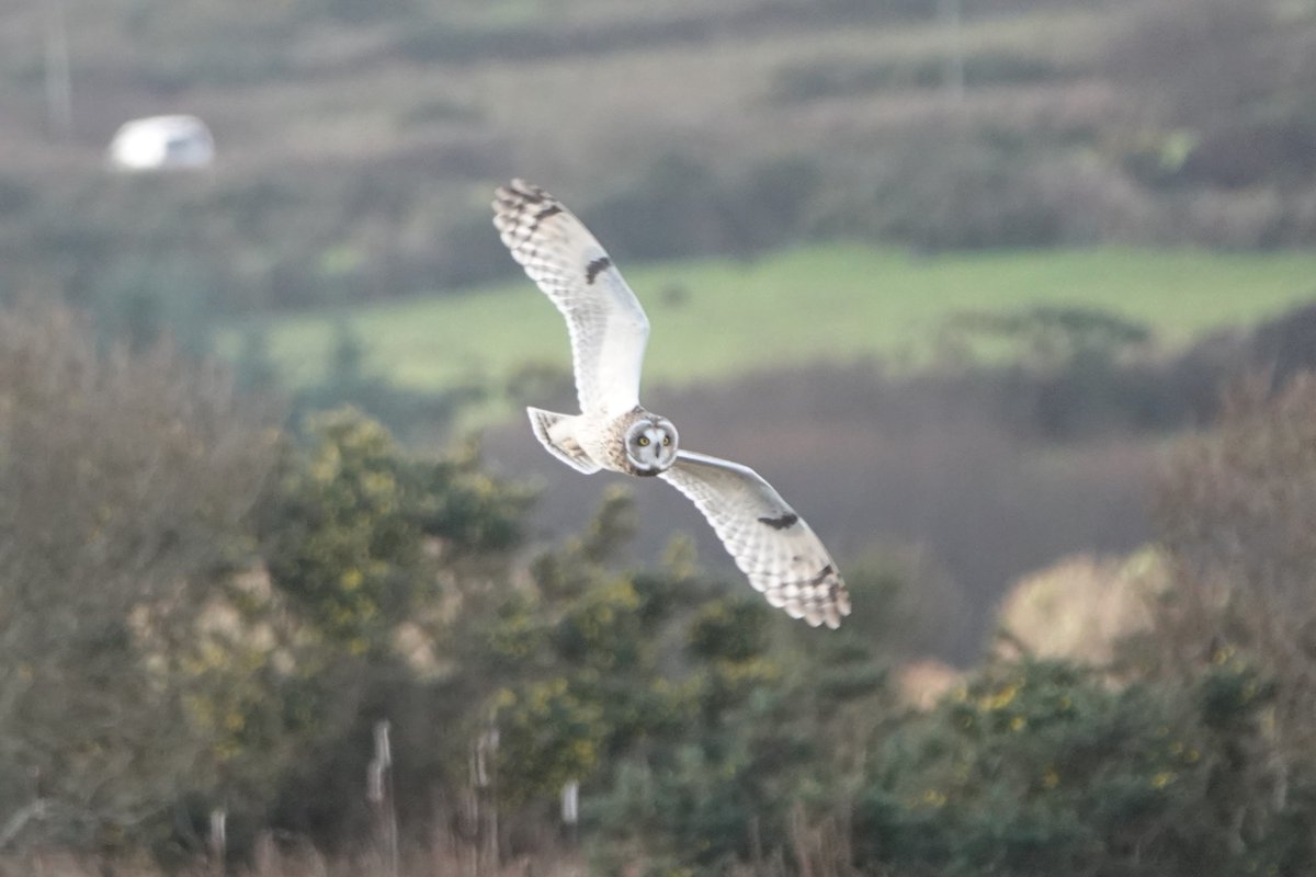 mcdaidpatrick01's tweet photo. Lá iontach eile leis na ulchabháin i gCiarraí Theas.
Cúpla Ulchabhán Reisc arís i mBaile an Sceilg.
Scréachóg Reilige (Tyto Alba/Barn Owl) sa Rinn Ard ( Reenard Road ) anocht. https://t.co/n6pMnBbvbc