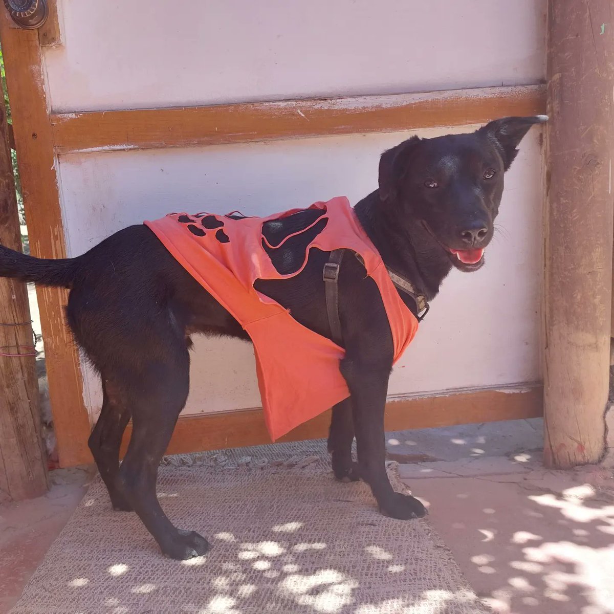 Lemmy, 8 meses, desde el Valle de Elqui, Chile.
#CabalgataRTVE
<a href="/rtveplay/">RTVE Play</a>
🎁🎆✨️