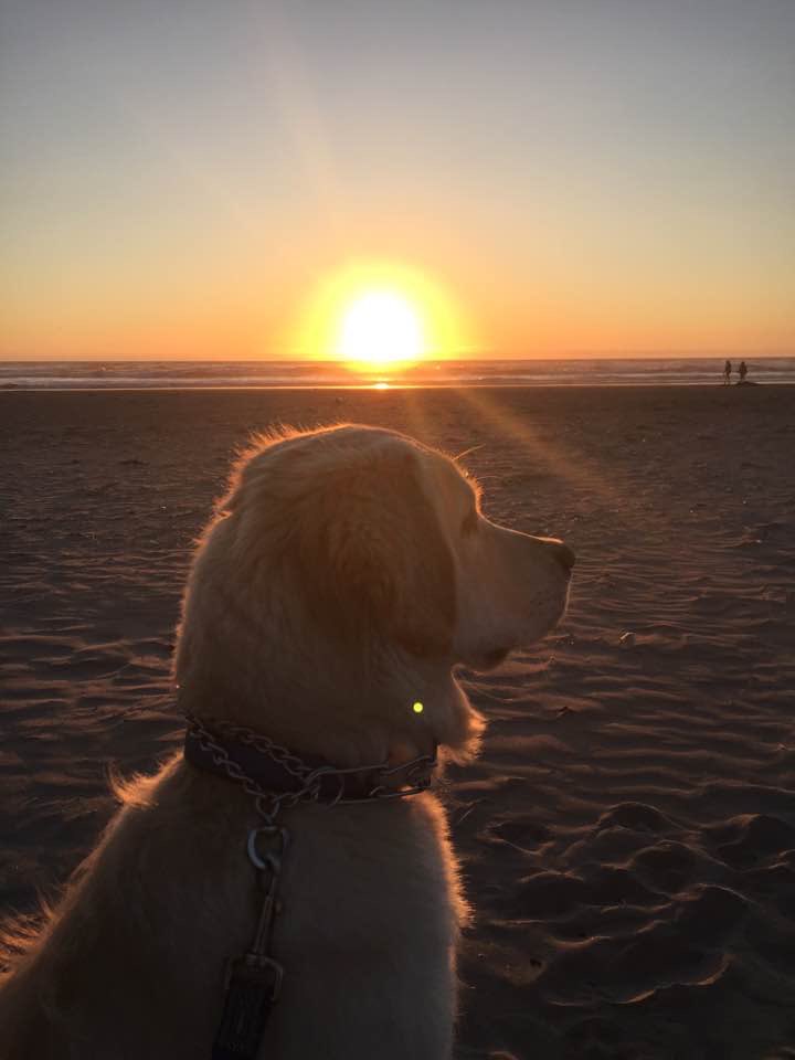 Cast in a golden light #goldenretriever #GoldenRetrievers #dogsofx #dogs