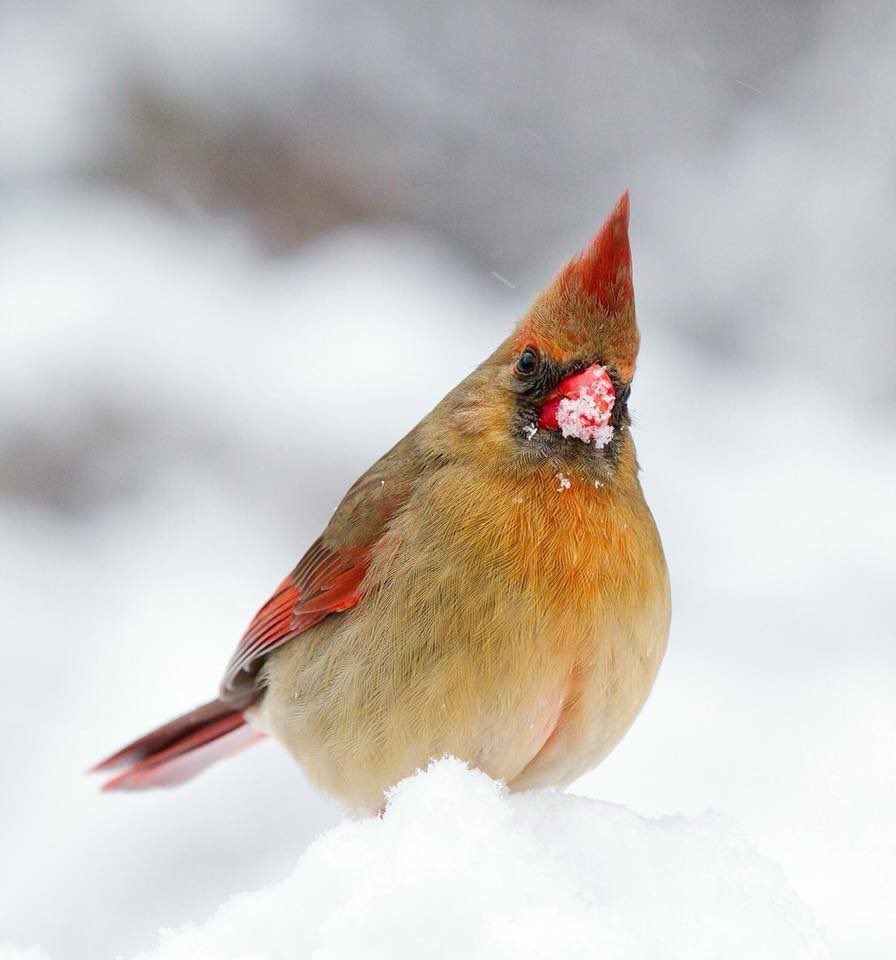 Me: “I’m an expert at identifying birds.”
Friend: “OK, what about that bird over there?” 
Me: “Yep, it’s a bird.