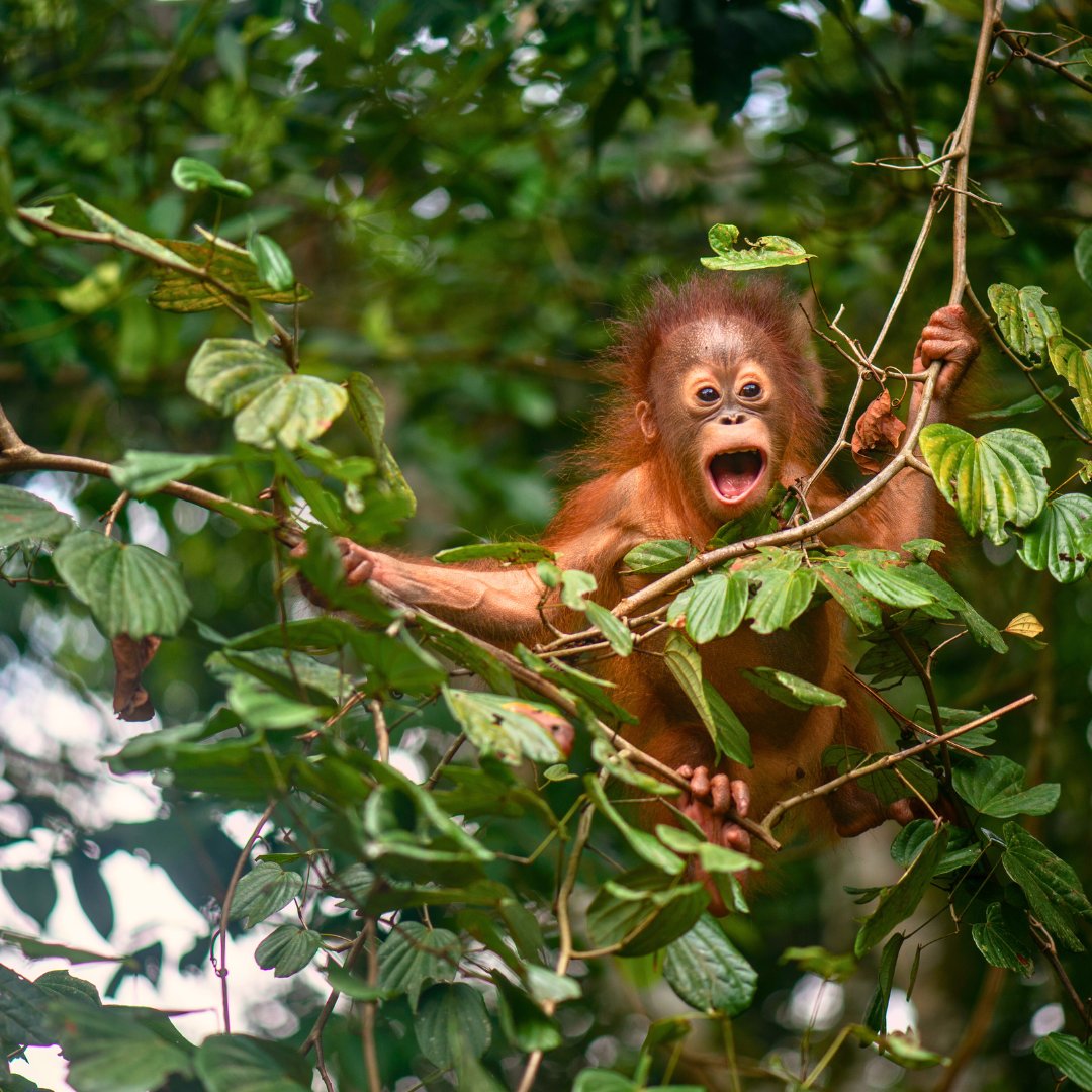 Orangutan Project tweet media