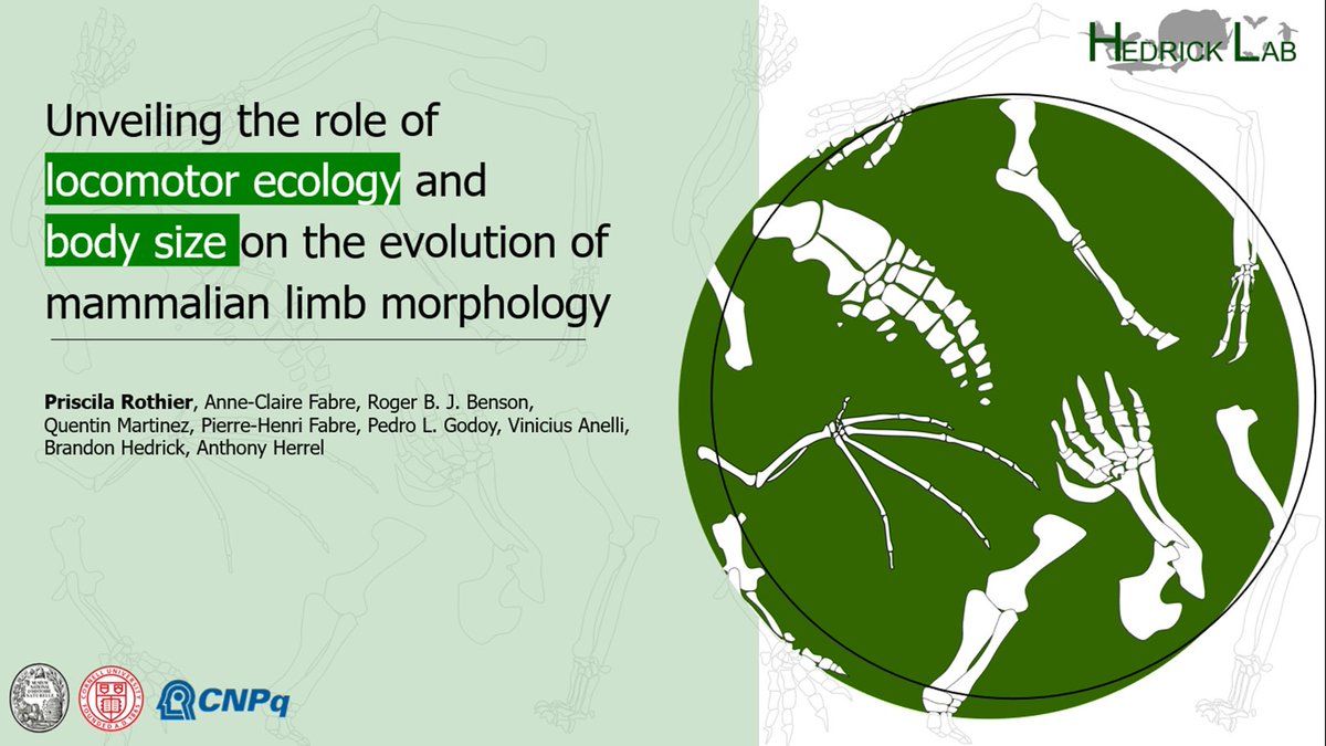 Hey #SICB2024 ! If you like mammals, bones and macroevolution, come say hi to me at my talk tomorrow at the Evolutionary Morphology session (Saturday 10.45, room 602) 👩‍🔬🦫🦘🦒🐋🦇💪