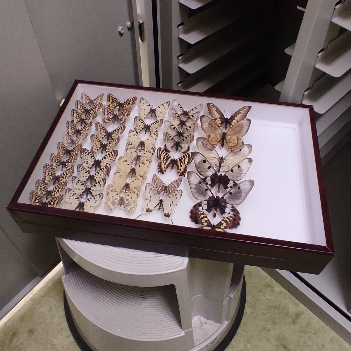 Adrián Sánchez Albert tweet media