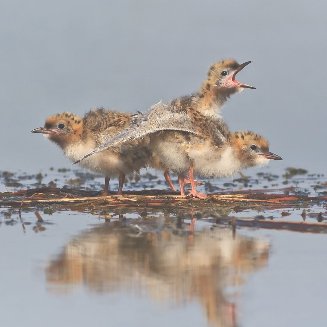 LiveItearth's tweet photo. 🐦🌍 Happy Birds National Day! 🎉📚  Did you know that some birds travel the equivalent of 3 round-trips to the moon in their lifetime? 🦜🚀 That's just one example of their incredible nature! https://t.co/0vkXaipbHz