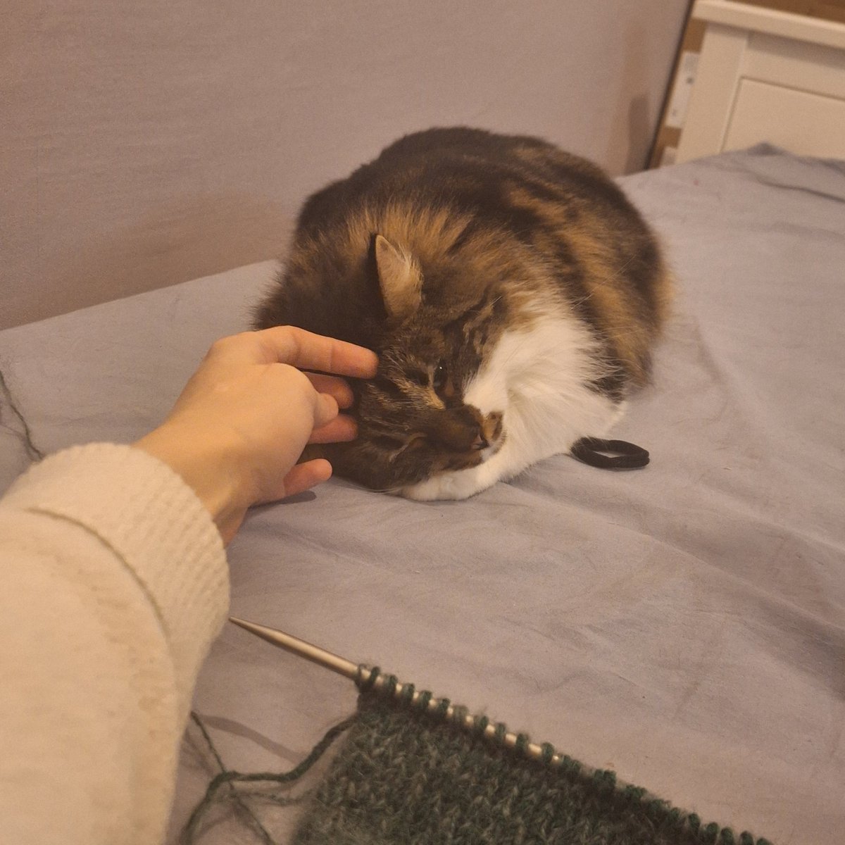 shawolessa's tweet photo. реально кошка картошка https://t.co/4Q1Xbdm4YU