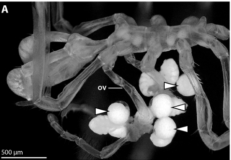 Sea_Spiders's tweet photo. Starting 2024 with a neat paper on tropical sea spiders development and how to make the most out of ethanol preserved marine inverts https://t.co/QW43MDKplG https://t.co/aZnjrsGBTc