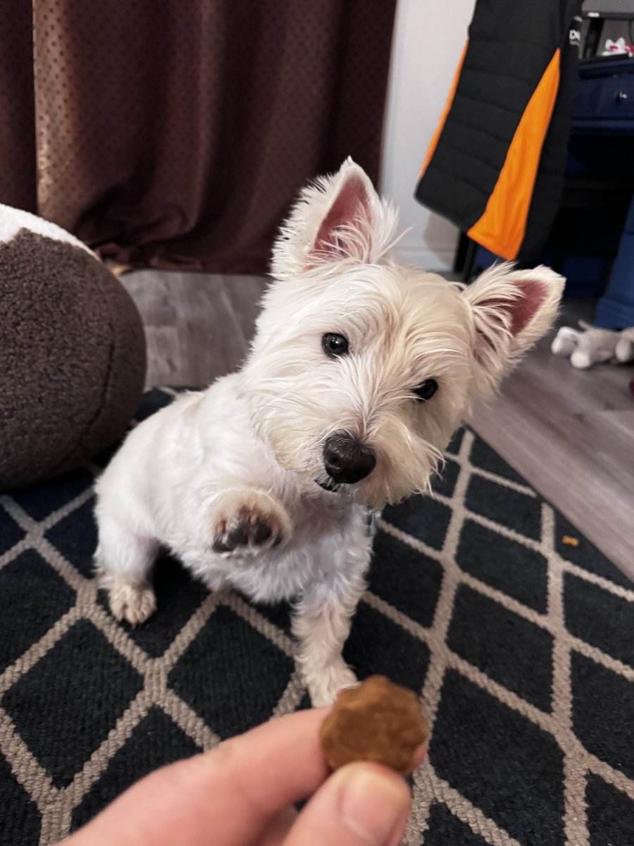 Daddy’s rules want tweats then do da twicks! We fink it stoopid and pointless as he going to give us tweats anyway since we soo cute… #roryandfraser #westietude #Westie -#westiesofX #westiesoftwitter