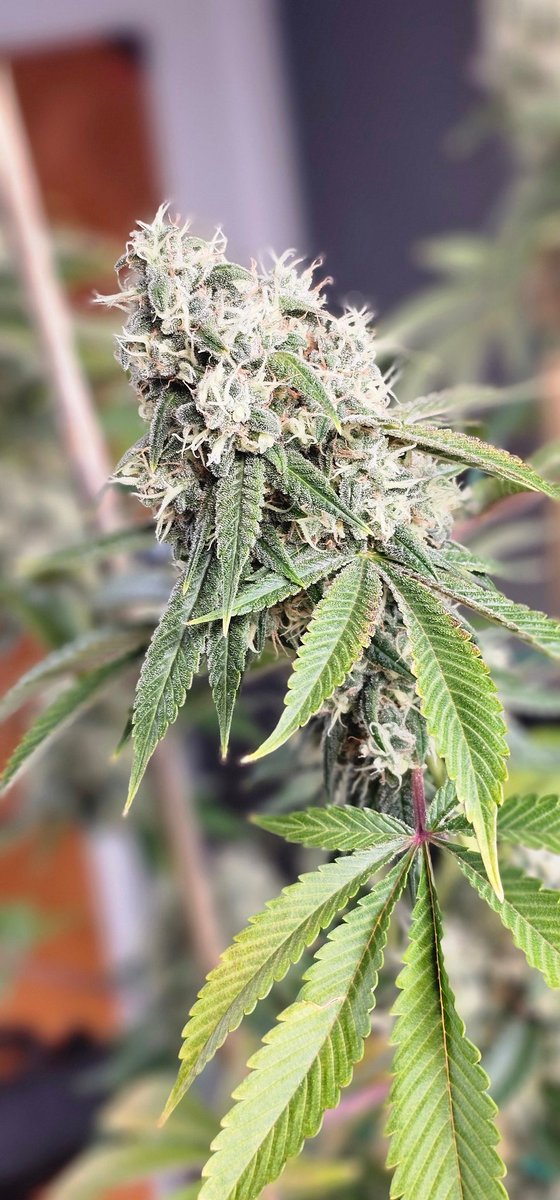 HermitHomestead's tweet photo. #SourDiesel Bx3 killin by Ethos. Girl a champ, terpy lil gal. Def glad first time we try some #SourD will be some terpy #organic #homegrown
#growyourown #ethosmultipass #ethosgenetics https://t.co/nL5B4U30Z9