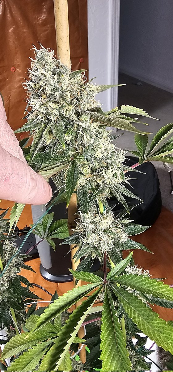 HermitHomestead's tweet photo. #SourDiesel Bx3 killin by Ethos. Girl a champ, terpy lil gal. Def glad first time we try some #SourD will be some terpy #organic #homegrown
#growyourown #ethosmultipass #ethosgenetics https://t.co/nL5B4U30Z9