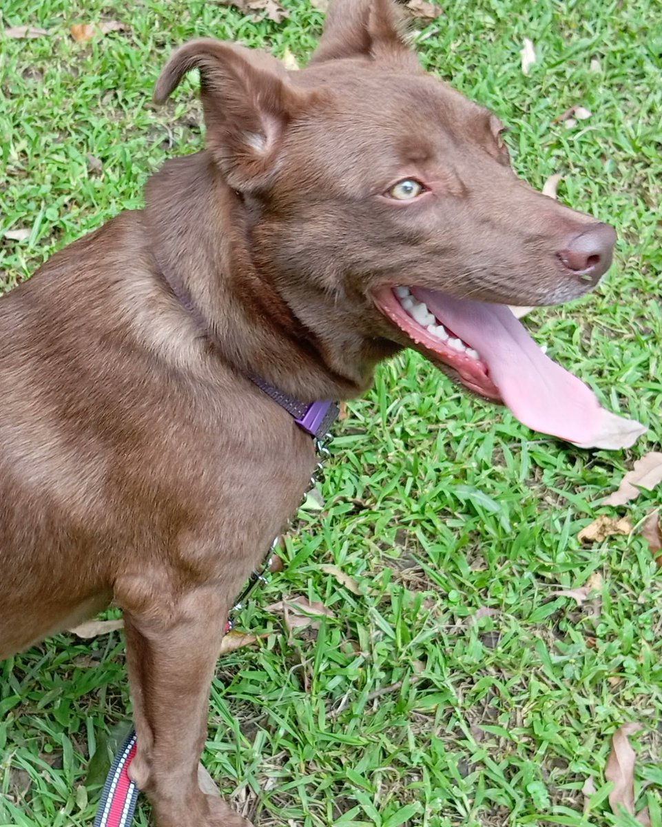 guatexanimales2's tweet photo. Caso 250-2023 Pecanas cachorra hembra de 1 año aprox talla mediana mezcla de labradora chocolate es juguetona y sociable con otros perros.Espera encontrar una buena familia 🏡 comparte para encuentre una casa 🏠
#adoptaunperro🐕🐾✨
#adoptanocompres #reyesmagos https://t.co/kU7slwxuZi