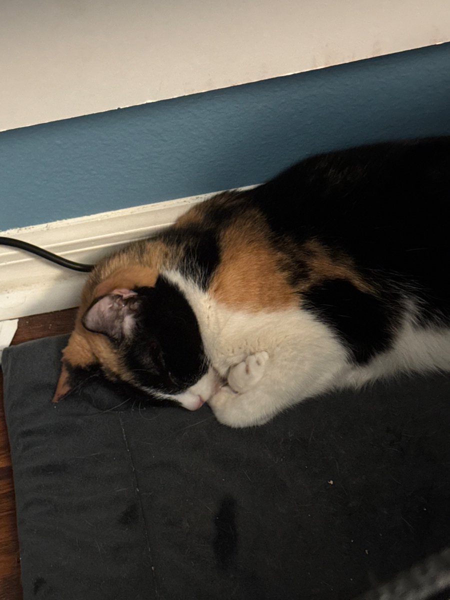 hungrymanEV's tweet photo. My cat is 14 but she’s just a little baby :D https://t.co/pjjc5jc0kX