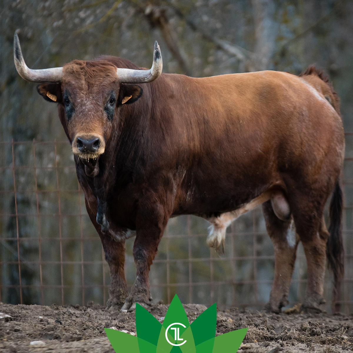 ¿Sabías que la crianza del toro de lidia ayuda a prevenir incendios forestales? 🚒💚 Su pastoreo controlado es esencial para mantener la vegetación bajo control.

#sialostoros  #campobravomexicano