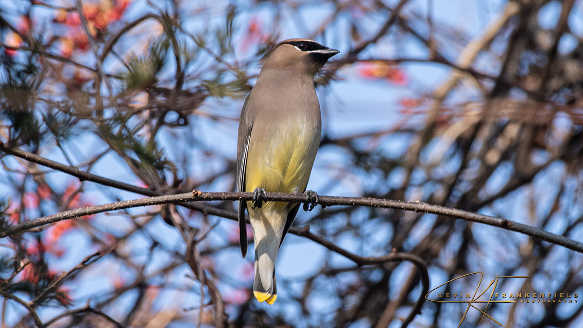 #cedarwaxwing #birding #birdwatching #birdphotography #NaturePhotography