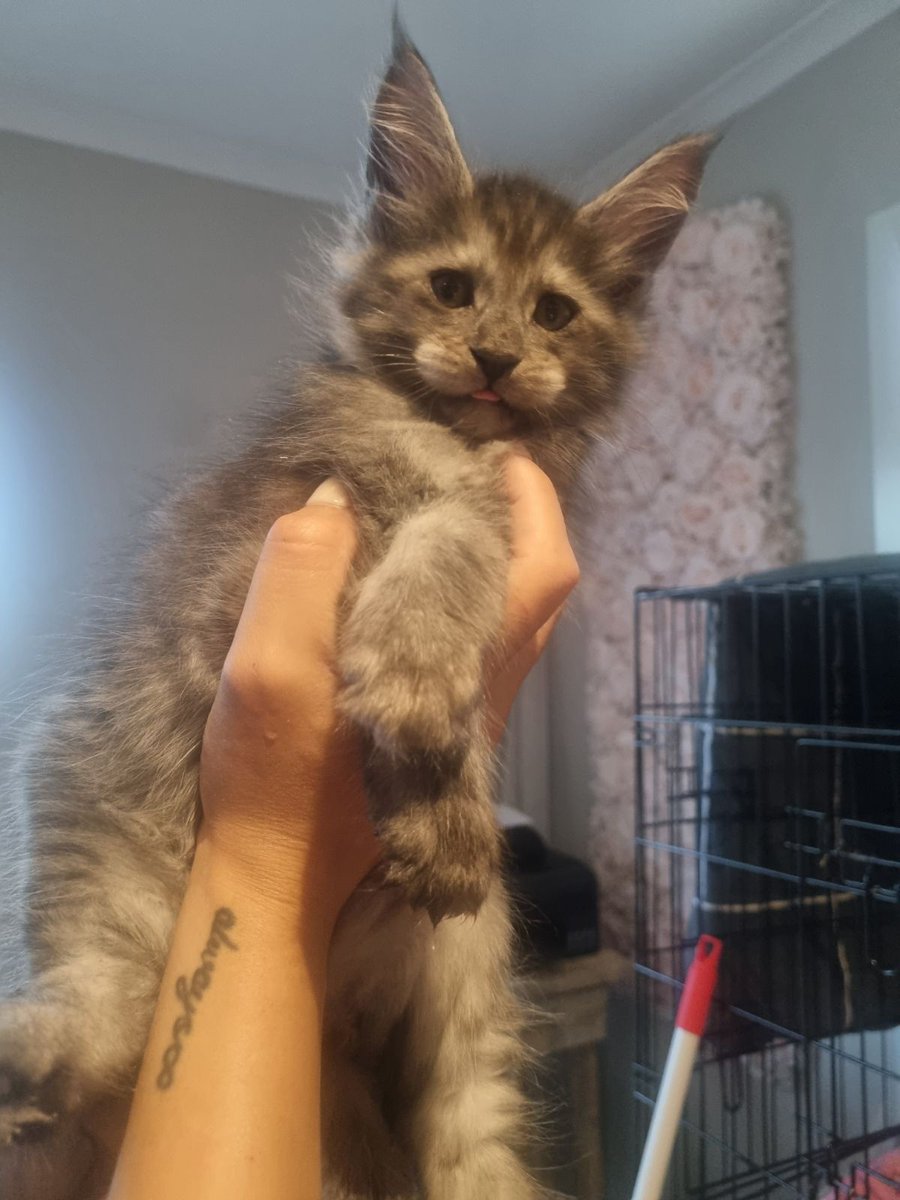 Blep ... My Brofur iz ok me finks 

#Maincoon #Cats #CatsOfTwitter #CatsOnTwitter #Killian #Kitten