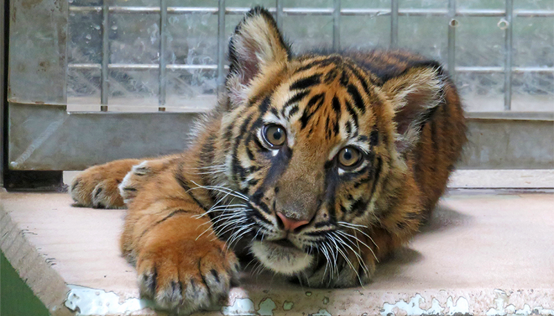 TokyoZooNet_PR's tweet photo. 2023年4月に上野動物園で生まれたスマトラトラのメス「アサ」。人工哺育を経て、放飼場へ。そっと見守ってください。東京ズーネットお知らせ☞https://t.co/R4HadUKjxy https://t.co/Y4xqXTtOF8