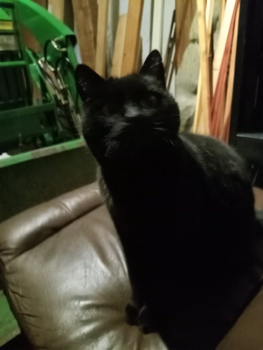 crowadinfinitum's tweet photo. We polished the tractor! ๐๐ซ๐ช๐ฎ๐๐โโฌ๐๐๐ซ
๐ธme
#Magical #BlackCats
#CatsOfTwitter
#TractorCat ๐ช๐ฎ๐๐๐โโฌ๐๐ซ https://t.co/0bPWTbpzVv