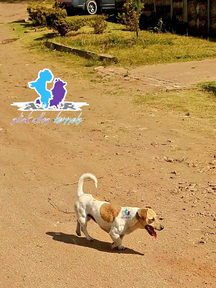 SlickAllosKnnls's tweet photo. Jack Russell Terrier
Name: Reign πͺπΎ
D.O.B: 31 December 2022 (1 year old)
Sex: male
Coat colors: white and lemon omani tan
Variation: short-legged
Vaccination status: up-to-date
Adoption fee: kindly DM or call/app Victor on +263772537607
#ToyDogsOrNoDogs π
π© https://t.co/UpevxNmnxg