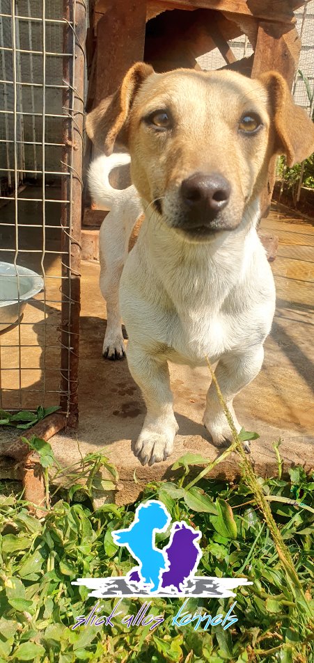 SlickAllosKnnls's tweet photo. Jack Russell Terrier
Name: Reign πͺπΎ
D.O.B: 31 December 2022 (1 year old)
Sex: male
Coat colors: white and lemon omani tan
Variation: short-legged
Vaccination status: up-to-date
Adoption fee: kindly DM or call/app Victor on +263772537607
#ToyDogsOrNoDogs π
π© https://t.co/UpevxNmnxg